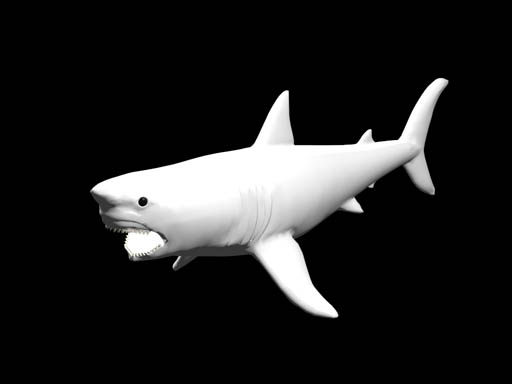 shark1