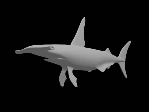 shark2