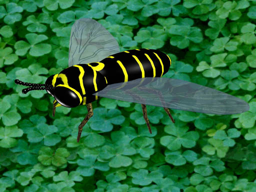 wasp