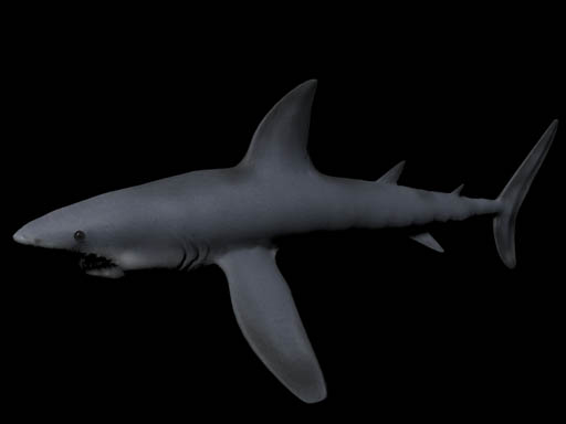 shark
