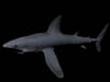 shark